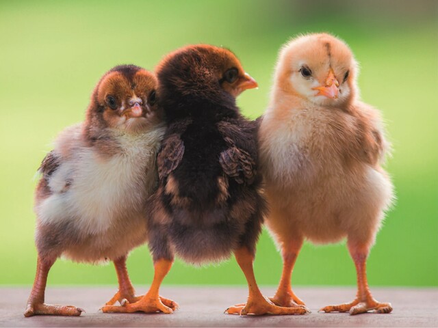 Osterbild mit drei Küken