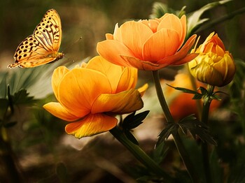Rosen in gelb, orange und ein Schmetterling