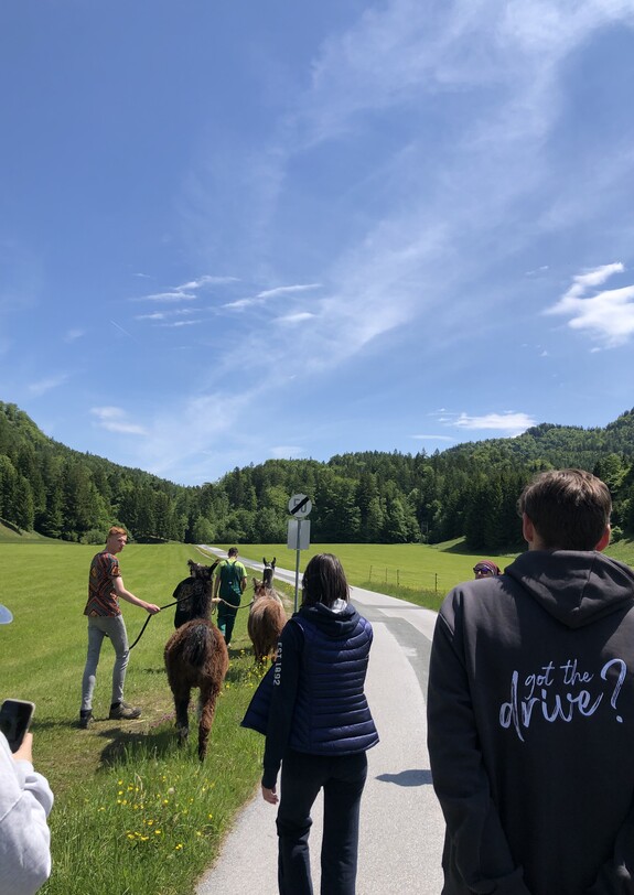 Menschen wandern mit Lamas