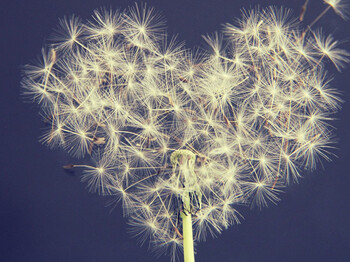 Eine Pusteblume in Form eines Herzens.
