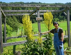 Gartenarbeit am Mathiashof  Eine Gärtnerin vor einem blühendem Beet