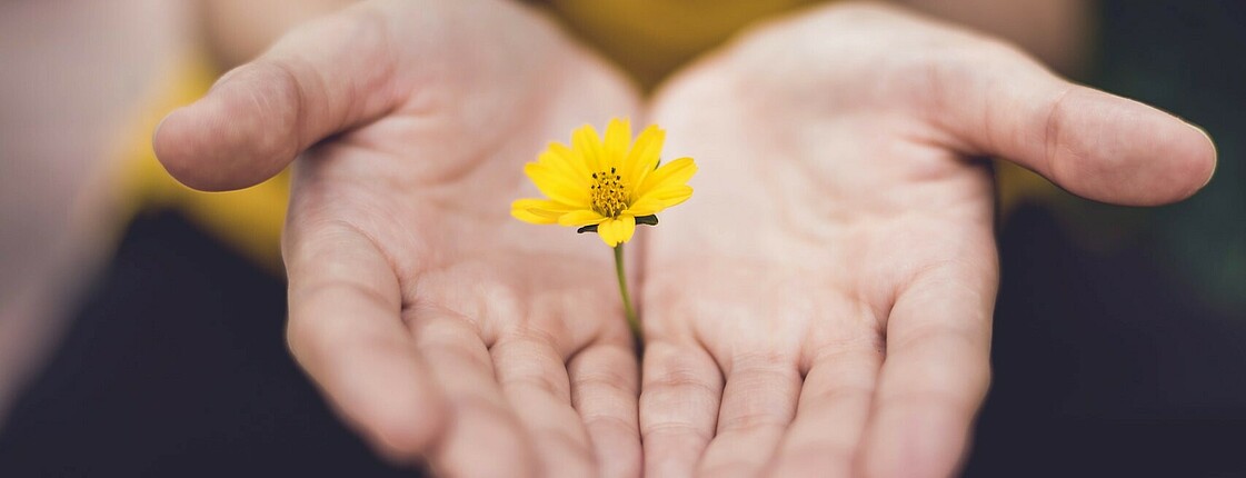 Zwei Handflächen klemmen eine gelbe Blume in der Mitte ein.