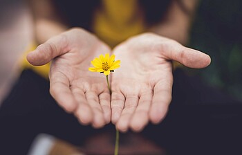 Zwei Handflächen klemmen eine gelbe Blume in der Mitte ein.
